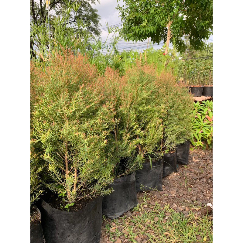 สนหอม🌲สนหอมไล่ยุง🦟สนแอฟฟริกา ความสูง 60-70ซมในกระถาง 8 นิ้ว ไม้แดดเลี้ยงง่าย🪴 ราคาถูกสุด ฟอร์มใหญ่มากๆ 🎁แพคดีส่งไว