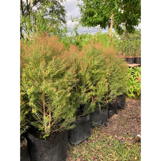 สนหอม🌲สนหอมไล่ยุง🦟สนแอฟฟริกา ความสูง 70-1เมตร ในกระถาง 8 นิ้…