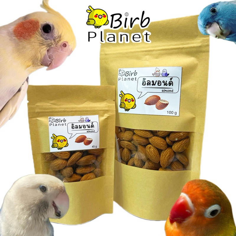 อัลมอนด์อบ ไม่โรยเกลือ ขนมนก อาหารนก เพิ่มไขมัน 45g 100gBIRB PLANET Almond seed for parrots