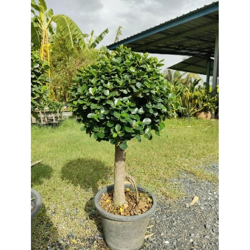 ต้นช้อนเงินช้อนทอง ฟอร์มใหญ่งานกระถาง 15 นิ้ว สูง 80-100cm ไม้มงคล ดีไซน์สวยเหมาะแก่การจัดสวนมากค่ะ ถูกๆจากสวน