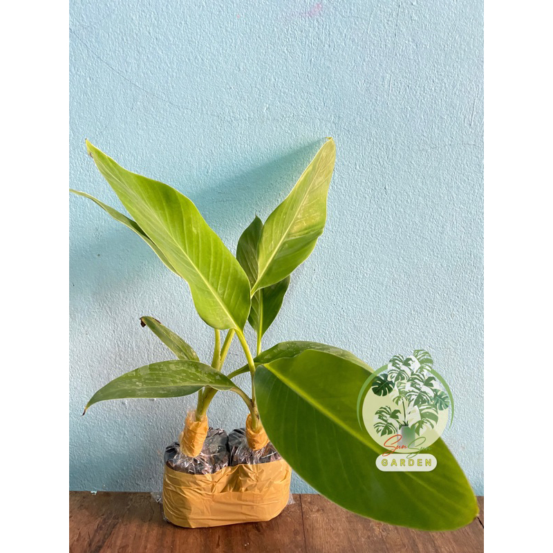 ต้นกล้วยน้ำว้าพันธุ์ปากช่อง50 (จำนวน 10 ต้น) เพาะเนื้อเยื่อ ไซส์ 1.5 เดือน📌ปราศจากหนอนกอ 100%