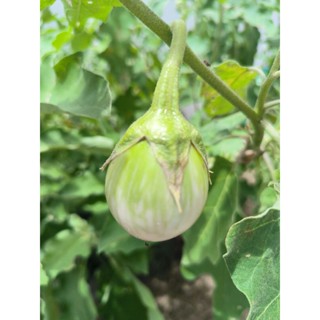 เมล็ดมะเขือเปราะเจ้าพระยา 100 เมล็ด (5แถม1คละได้)