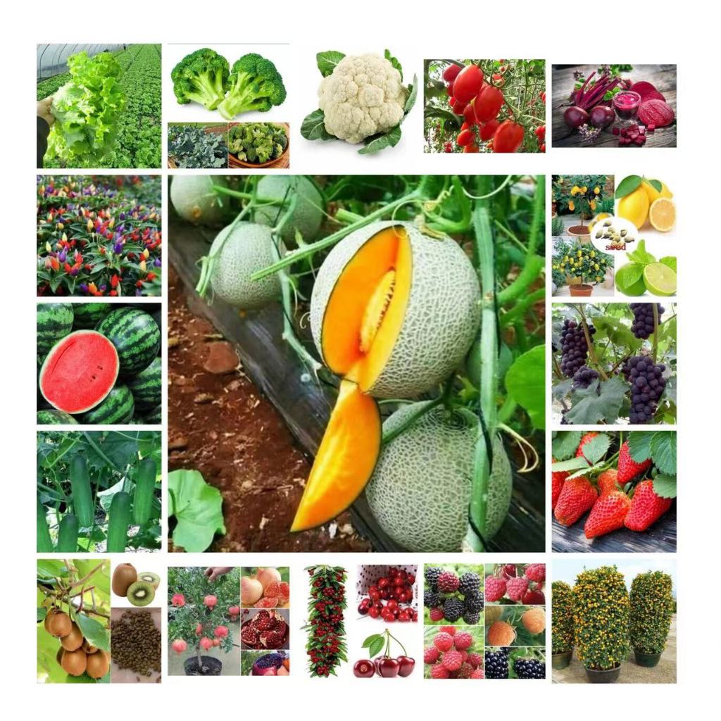 เมล็ดผัก ผลไม้สวนครัวคุณภาพสูง ราคาถูก พร้อมส่งในไทย