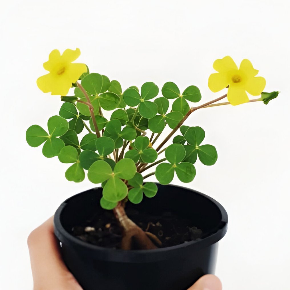Oxalis megalorrhiza (อ็อกซาลิสแมกกาโรไลซ่า)