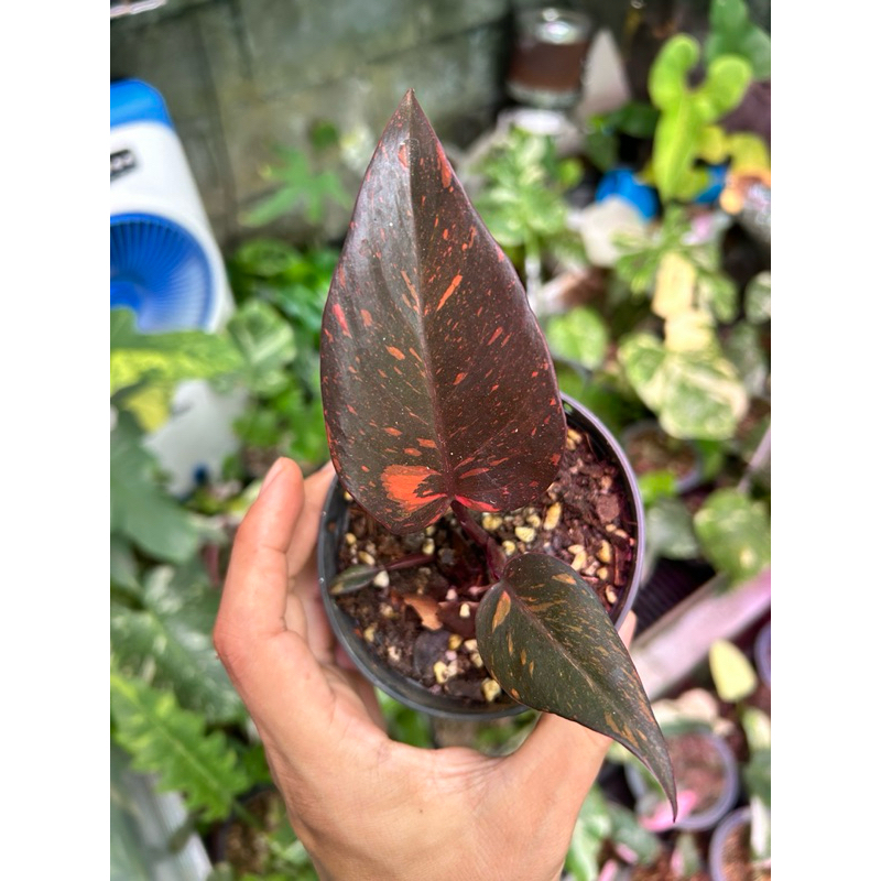 Orange Galaxy ‼️ philodendron orange princess galaxy variegated