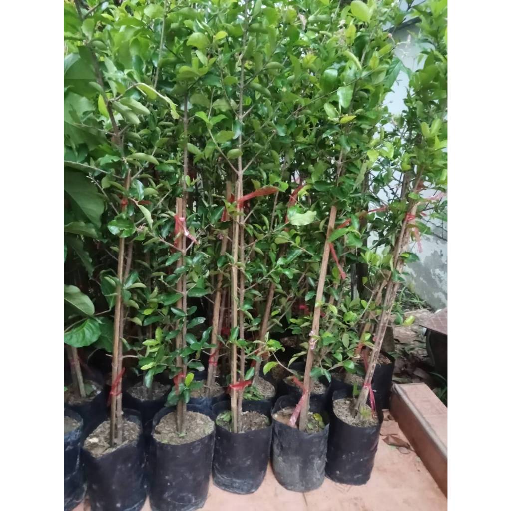 ต้นเชอร์รี่หวาน (แบบกิ่งตอน) ขนาดความสูง 60-70 ซม.