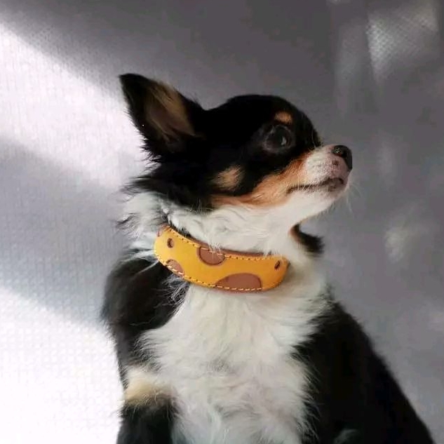 ปลอกคอสัตว์เลี้ยงชีส Cheese (บาง) สลักชื่อเบอร์โทร หนังนิ่มแท้ ปลอกคอสุนัข ปลอกคอแมว | MrAndMrsSniff