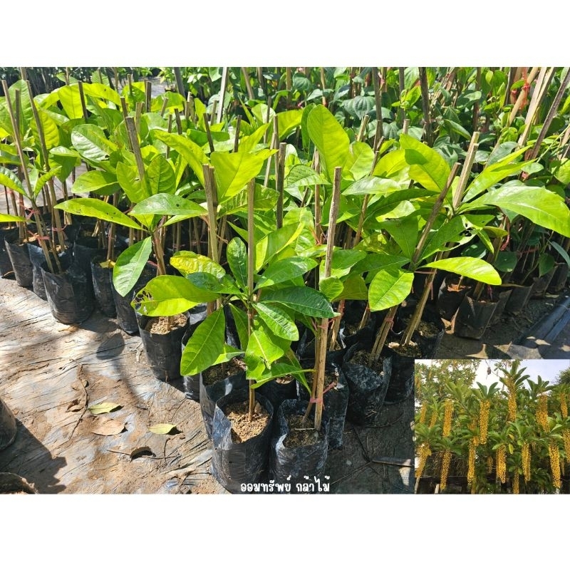 ต้นโซ่ทองคำ ดอกห้อยระย้าทอง เสียหายจากขนส่งเคลมฟรี
