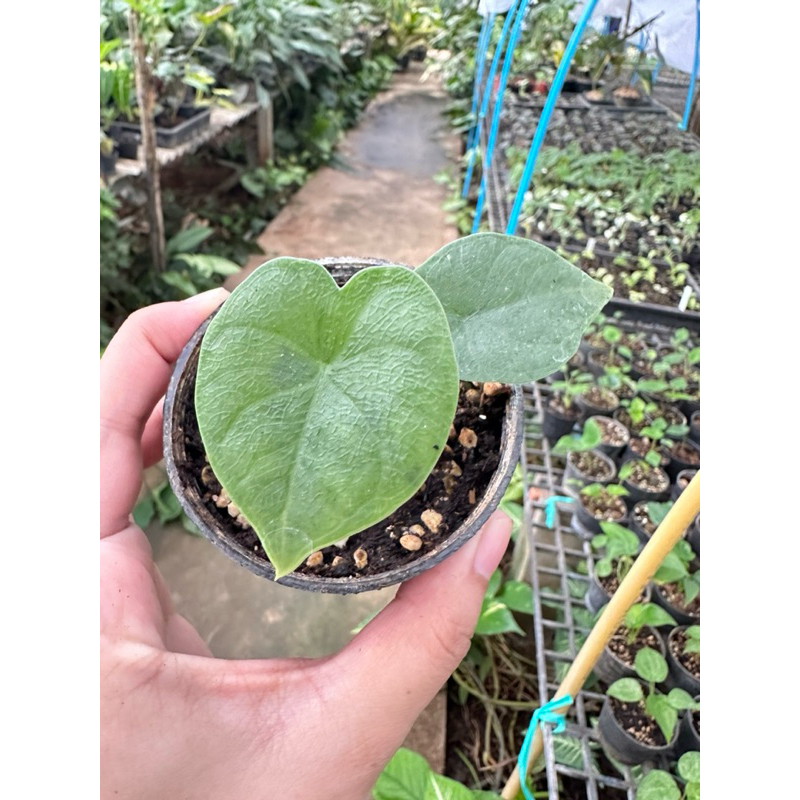 อโลคาเซียเมโล Alocasia melo
