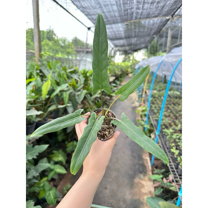 💚Alocasia Lauterbachiana 💚อโลคาเซียนาคราชดำ💚