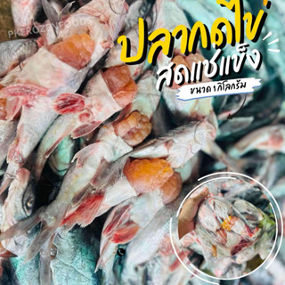 ปลากดไข่ (1 กิโลกรัม)🐟🐟ไข่ทุกตัว⚡️ส่งด่วน  🚚💨ค่าส่งแบบเหมา ส…