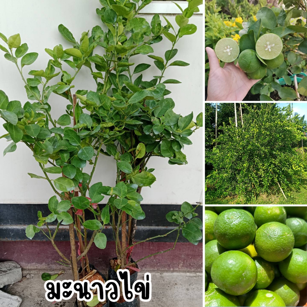 ต้นมะนาวไข่ ขนาด 80-100 ซม. มีลักษณะผลใหญ่ ทรงผลค่อนข้างกลมแป้นเปลือกบาง  น้ำมีกลิ่นหอม