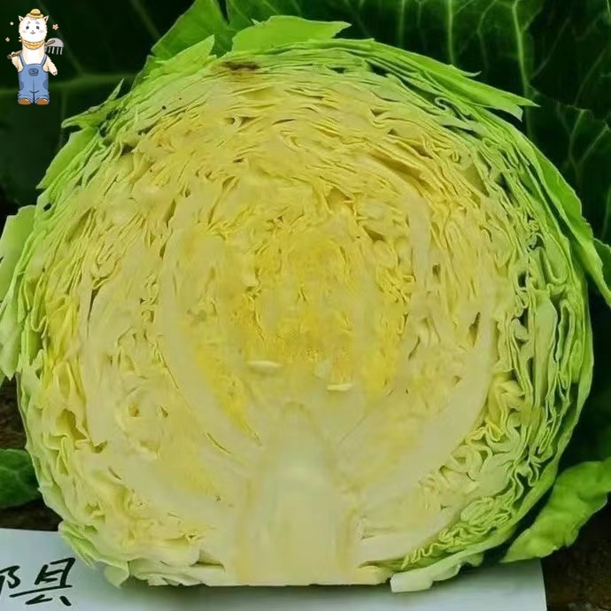 เมล็ดพันธุ์ กะหล่ำปลี เขียว กะหล่ำปลียักษ์ บรรจุ 150เมล็ด Cabbage Seed Organic Vegetable Seeds คุณภาพดี ราคาถูก ของแท้ - รูปที่ 4