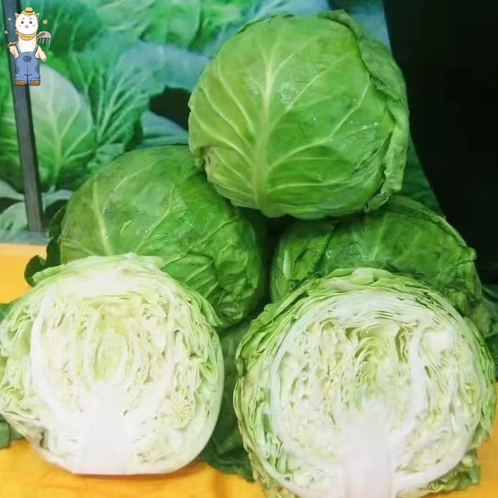 เมล็ดพันธุ์ กะหล่ำปลี เขียว กะหล่ำปลียักษ์ บรรจุ 150เมล็ด Cabbage Seed Organic Vegetable Seeds คุณภาพดี ราคาถูก ของแท้ - รูปที่ 6