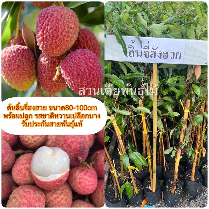 ต้นลิ้นจี่ฮงฮวย🌱กิ่งตอนขนาด80-100cm พร้อมปลูก รสชาติหวานเปลือกบาง รับประกันสายพันธุ์แท้