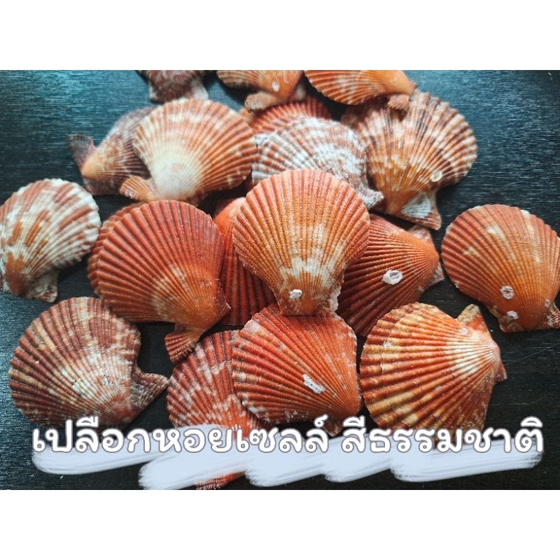 เปลือกหอยเซลล์"สีแดง"สีจากธรรมชาติ 1กิโล=80บาท