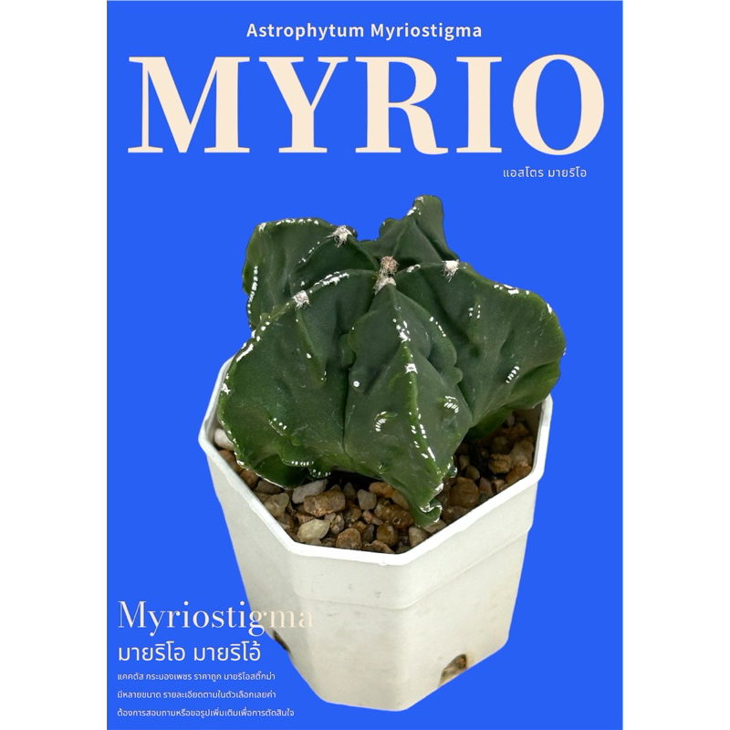 5 พู มายริโอ้หน้ายับ ฟุคุริว Fukuryu แคคตัส กระบองเพชร ราคาถูก มายริโอสติ๊กม่า Astrophytum Myriostigma