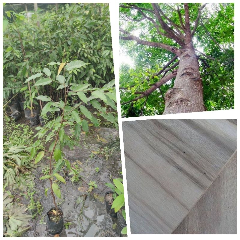 ต้นตะเคียนทอง นิยมปลูกให้ร่มเงา ไม้มงคล ต้นสูง 70- 90 cm