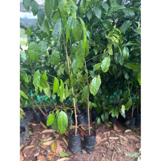 ต้นใบเหลียง  ชุมพร🪴🪴โปรชุด 2 ต้น 100 ‼️