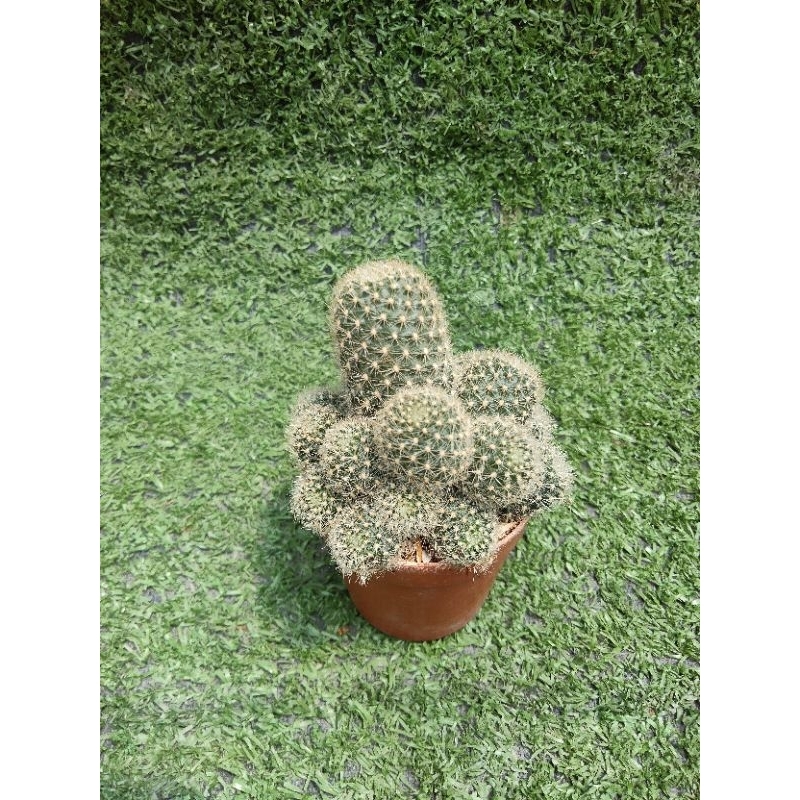 รีบูเทีย คานิวัล  ฟอร์มกอ [ Rebutia carnival  ] ในกระถาง1นิ้วครึ่ง
