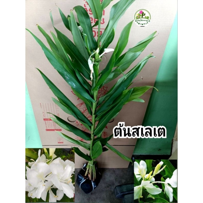 ต้นสเลเต สเลเต มหาหงษ์ ปลูกง่ายให้ดอกไว