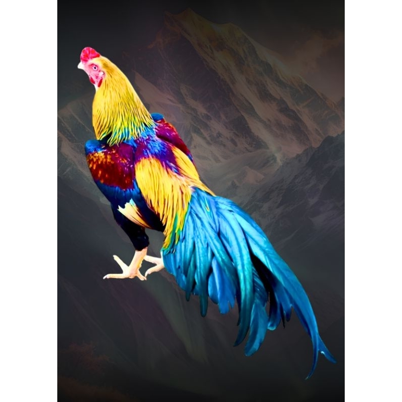 รูปโปสเตอร์ ไก่ชน นำโชค ไม่มีกรอบ ติดผนัง ภาพมงคล เสริมฮวงจุ้ย ตกแต่งบ้าน ขนาด A3