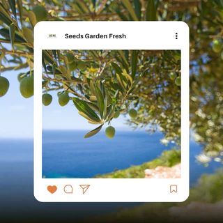 เมล็ดพันธุ์ มะกอก บรรจุ 50 เมล็ด [Seeds Garden Fresh]