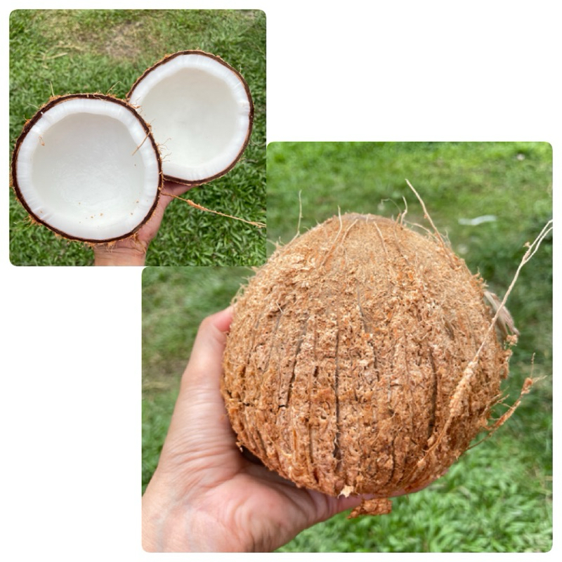 มะพร้าวแกงใต้ ลูกใหญ่ ปอกเปลือก ลูกละ ขั้นต่ำ 2 ลูก