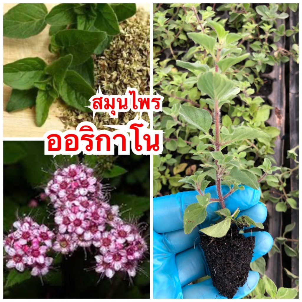 ต้นออริกาโน(Oregano) ส่งแบบปักชำมีรากพร้อมปลูก