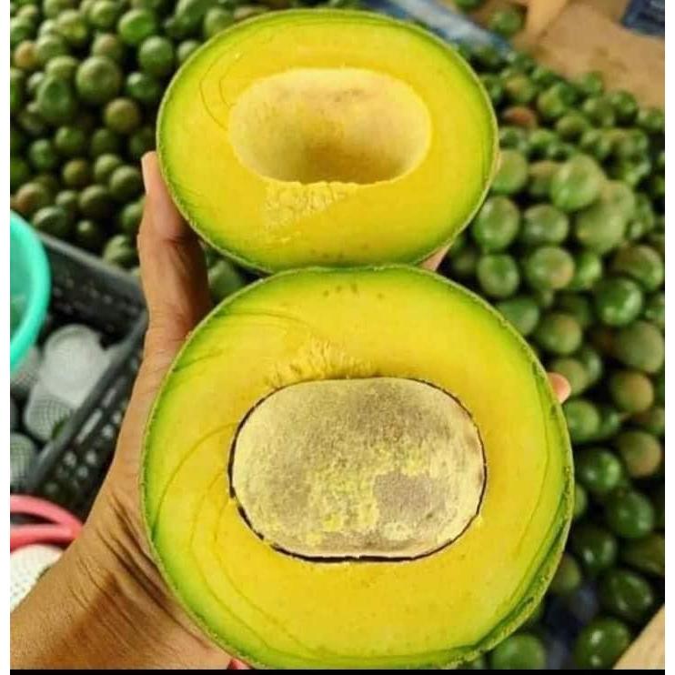 อโวคาโด้สด บัคคาเนีย [1 กิโลกรัม] จากดอยอ่างขางบนที่สูงเชียงใหม่รสชาติอร่อยมาก สวย สด คัดเกรดคุณภาพ