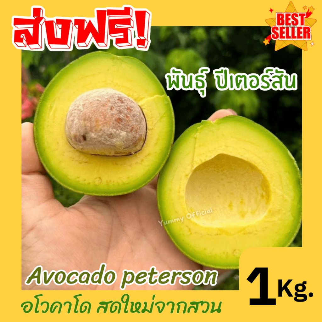 อโวคาโด พร้อมส่ง 1Kg. พันธุ์ปีเตอร์สัน ผลไม้ตามฤดูกาล พร้อมส่ง เก็บสดใหม่จากสวน เนื้อแน่น อร่อย อะโวคาโด้ อโวคาโด้
