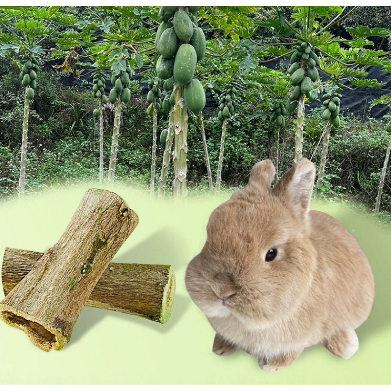 Hambit. ต้นมะละกออบแห้ง สำหรับ กระต่าย ชินชิล่า แกสบี้ ช่วยเพิ่มไฟเบอร์ ขับขนออกจากร่างกาย - รูปที่ 2