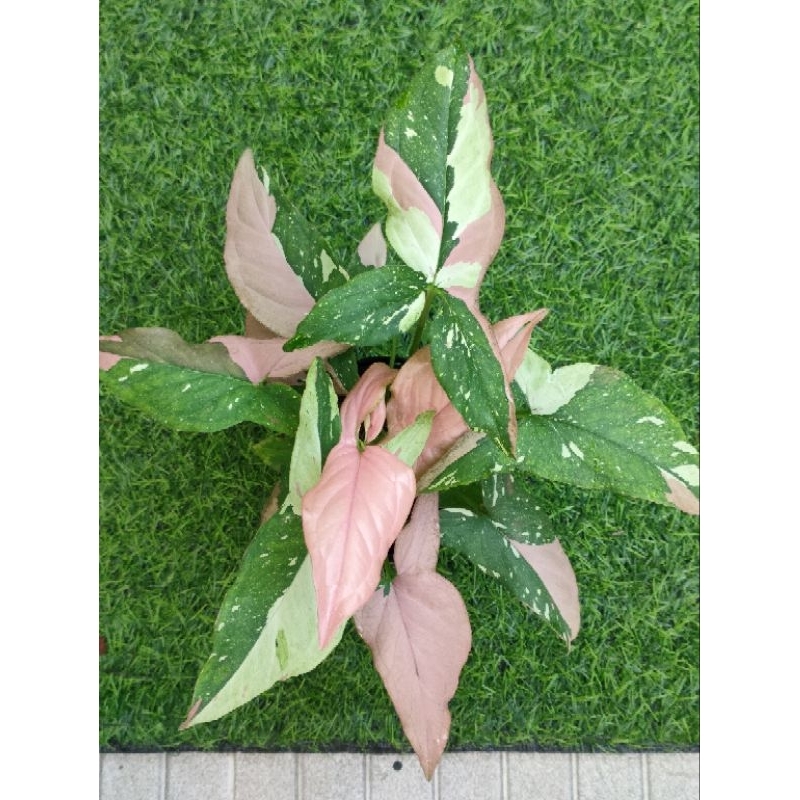 ต้นเงินไหลมาด่าง 3 สี ไตรคัลเลอร์#กระถาง 3-6นิ้ว#Red spot tricolor syngonium