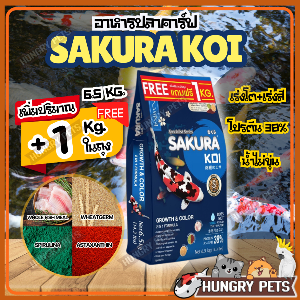 EXP.2026 Free+1กก.ในถุง อาหารปลาคาร์ฟซากุระโค่ย (Sakura Koi) สูตร 2in1 เร่งโต+เร่งสี ขนาด 6.5 กก.