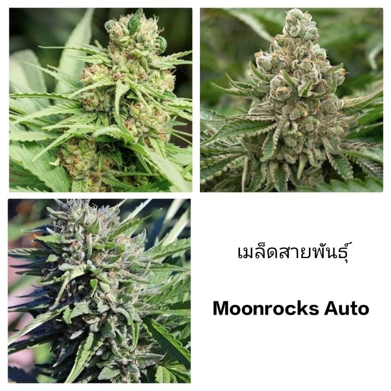 เมล็ดพันธุ์ Moonrocks Auto เพศเมีย90% ใช้STSทำเมล็ดชุดละ5และ3เม็ด