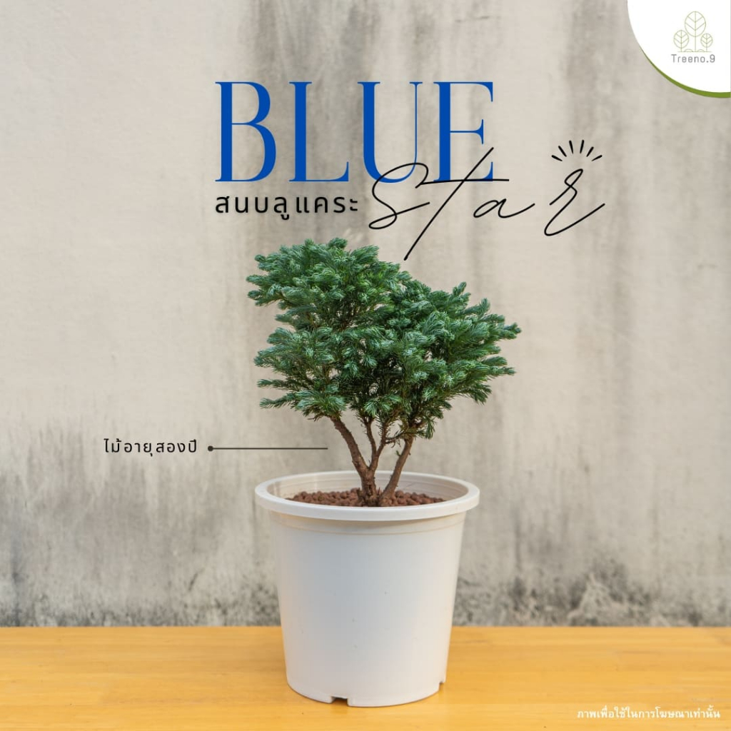Treeno.9 T69 สนบลูแคระกระถางขาว Blue Star Juniperus squamata ไม้ประดับ ไม้พุ่มเล็ก น่าร้ากกกกมากกก Size 8"