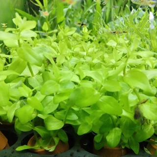 ลานไพลิน ( Bacopa caroliniana) เต้นไม้น้ำ เขียวสดสวย ส่งพร้อมกระถาง ต้นไม้ตกแต่งตู้ปลา (ต้นไม้เข้าใหม่ทุกวันพุธ)