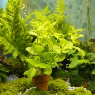 ลานไพลิน ( Bacopa caroliniana) เต้นไม้น้ำ เขียวสดสวย ส่งพร้อมกระถาง ต้นไม้ตกแต่งตู้ปลา (ต้นไม้เข้าใหม่ทุกวันพุธ)
