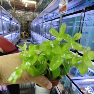 ลานไพลิน ( Bacopa caroliniana) เต้นไม้น้ำ เขียวสดสวย ส่งพร้อมกระถาง ต้นไม้ตกแต่งตู้ปลา (ต้นไม้เข้าใหม่ทุกวันพุธ)