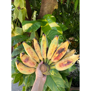 กล้วยหักมุก (นำไปปิ้ง ย่าง ) ตัดลูก พร้อมส่ง