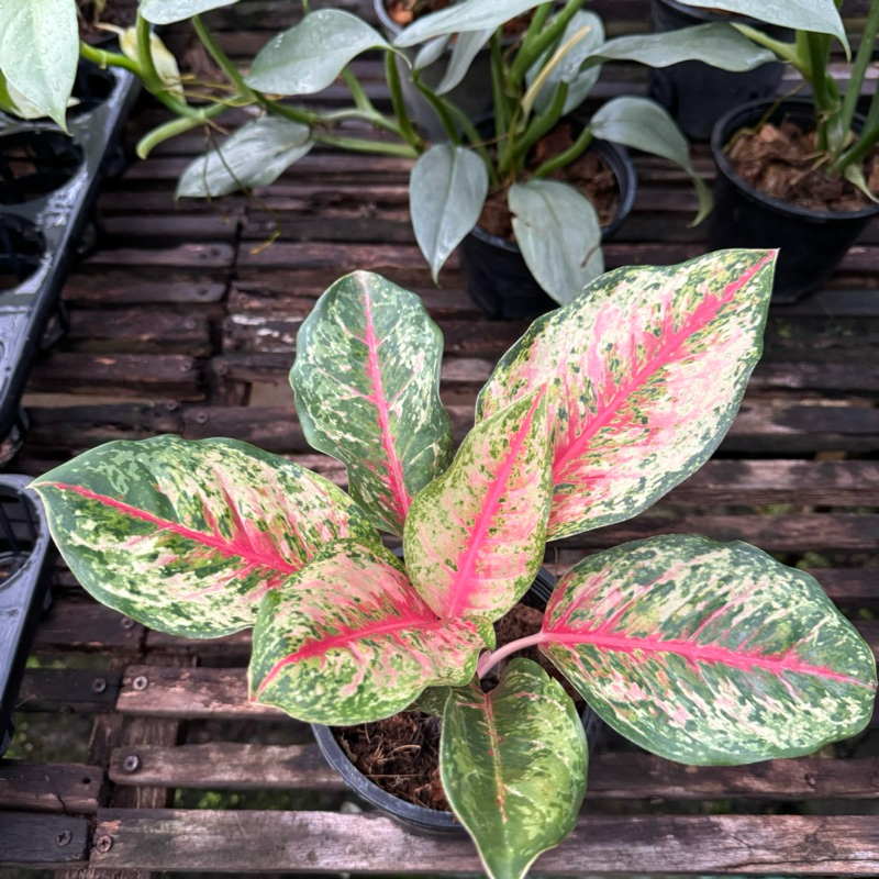 ต้นสิบกะรัต อโกลนีมา 10 กะรัต ในกระถาง 5-6 นิ้ว ส่งพร้อมกระถางตั้งเลี้ยง