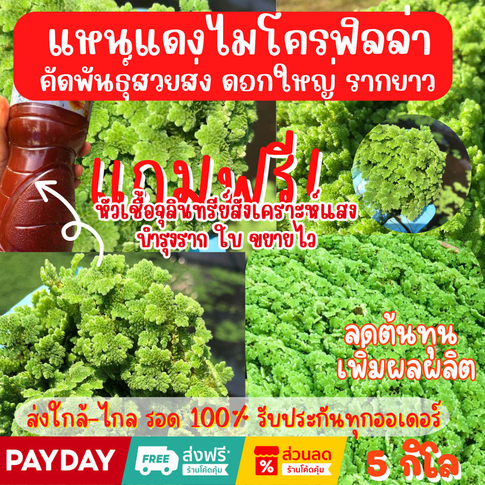 แหนแดงไมโครฟิลล่าเกรดA พันธุ์กรมวิชาการเกษตร 5 กก. แถมฟรีหัวเชื่อจุลินทรีย์สังเคราะห์แสง