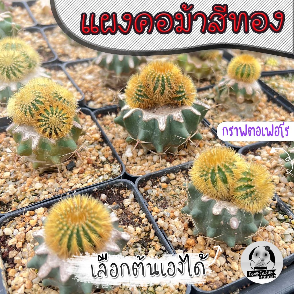 ต้นแผงคอม้าสีทองกราฟตอเฟอโร (เลือกต้นได้) SET SH ( ต้นกระบองเพชร Uebelmannia pectinifera ) ต้นแคคตัส