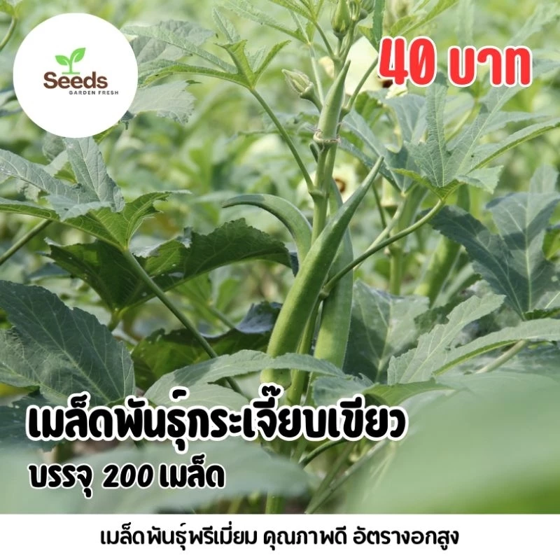 เมล็ดพันธุ์กระเจี๊ยบเขียว บรรจุ 200 เมล็ด