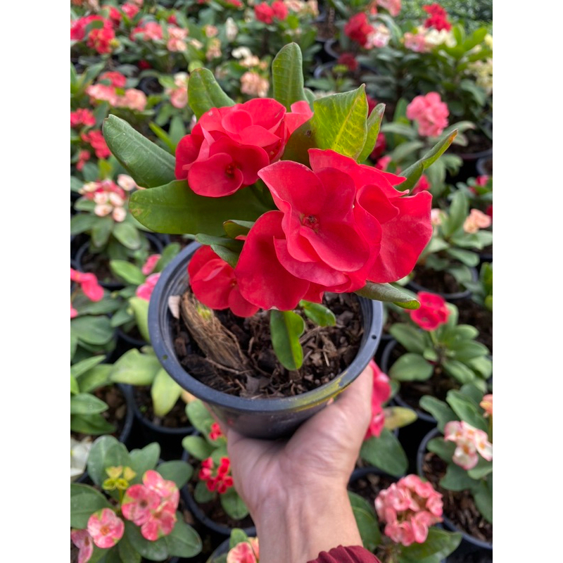ต้นโป้ยเซียนดอกใหญ่#มีหลายสีให้เลือก#กระถาง 8 นิ้ว