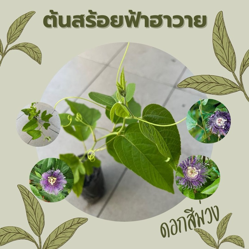 ต้นสร้อยฟ้า (Passion Flower / Blue Passion Flower)