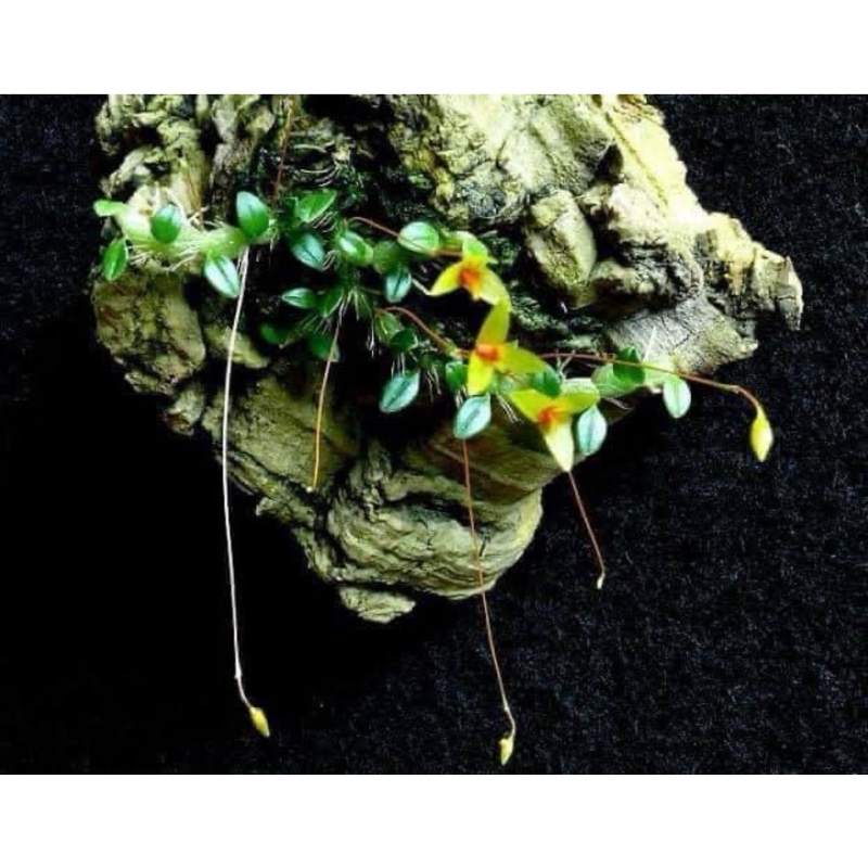 Bulbophyllum minutulum Ridl. สิงโตไข่ปลาจิ๋ว