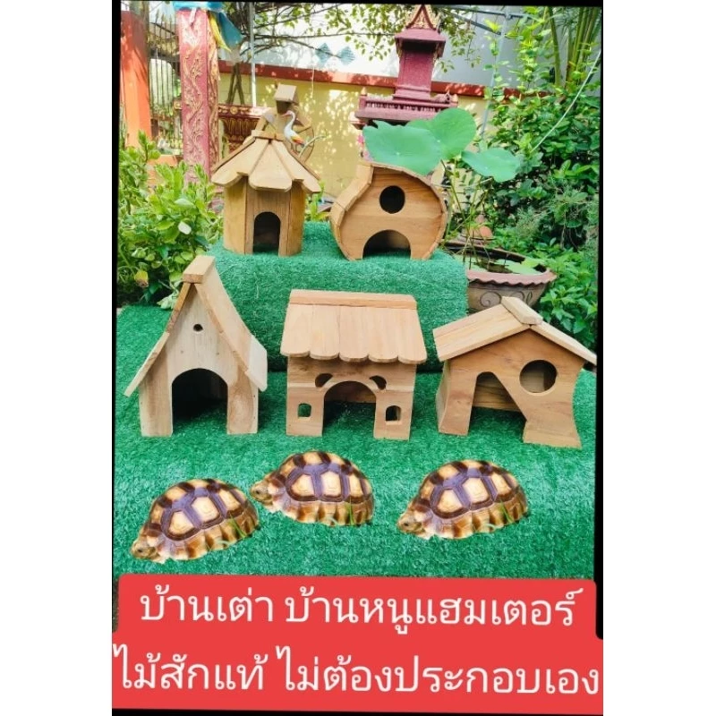 บ้านเต่าซูคาต้า หนูแฮมสเตอร์ ซูการ์ไกเซอร์ ไม้สักแท้