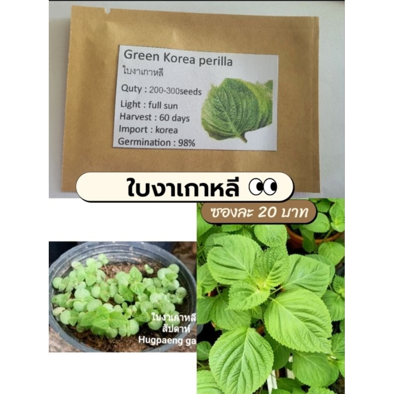 ใบงาเกาหลี 200-300 เมล็ด 20 บาท เลื่อนดูรูปต้นจริง