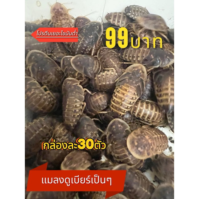 แมงสาบดูเบียร์ แมงสาบดูเบียร์(พร้อมส่ง)